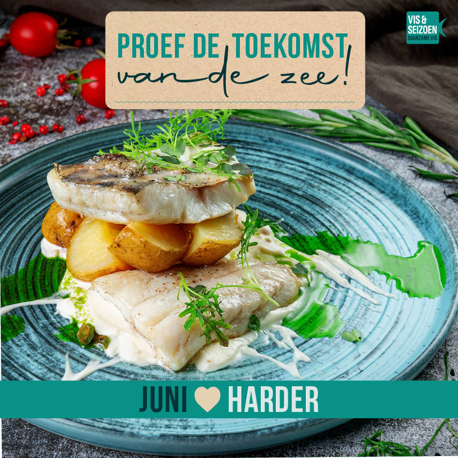 Ontdek de Harder: een mooie, betaalbare vis