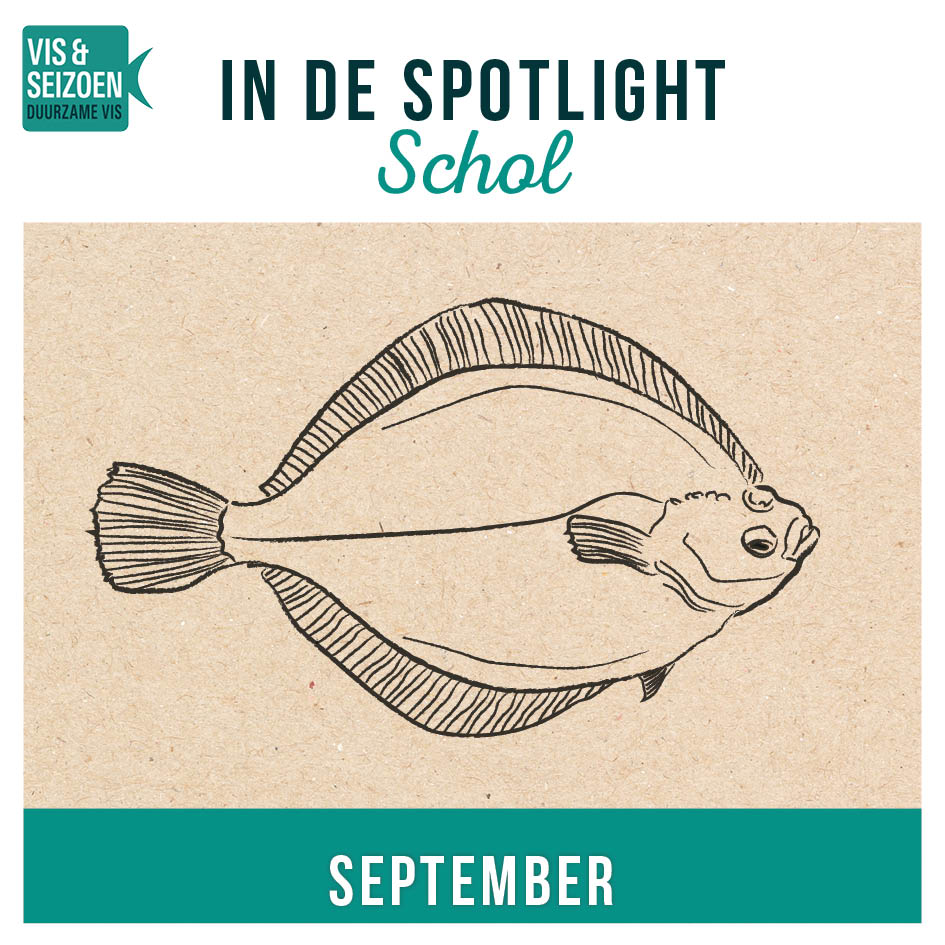 September | Schol; de perfecte vis voor avontuurlijke chefs