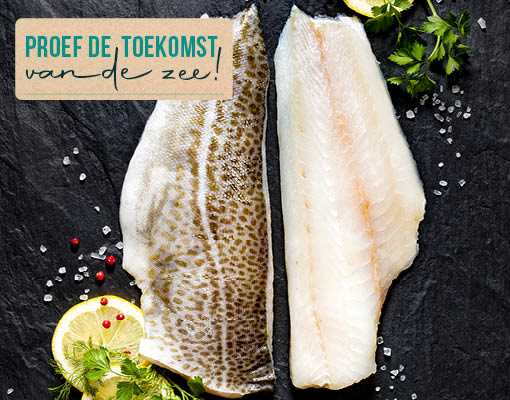 Skrei; de zwervende kabeljauw van Noorwegen 