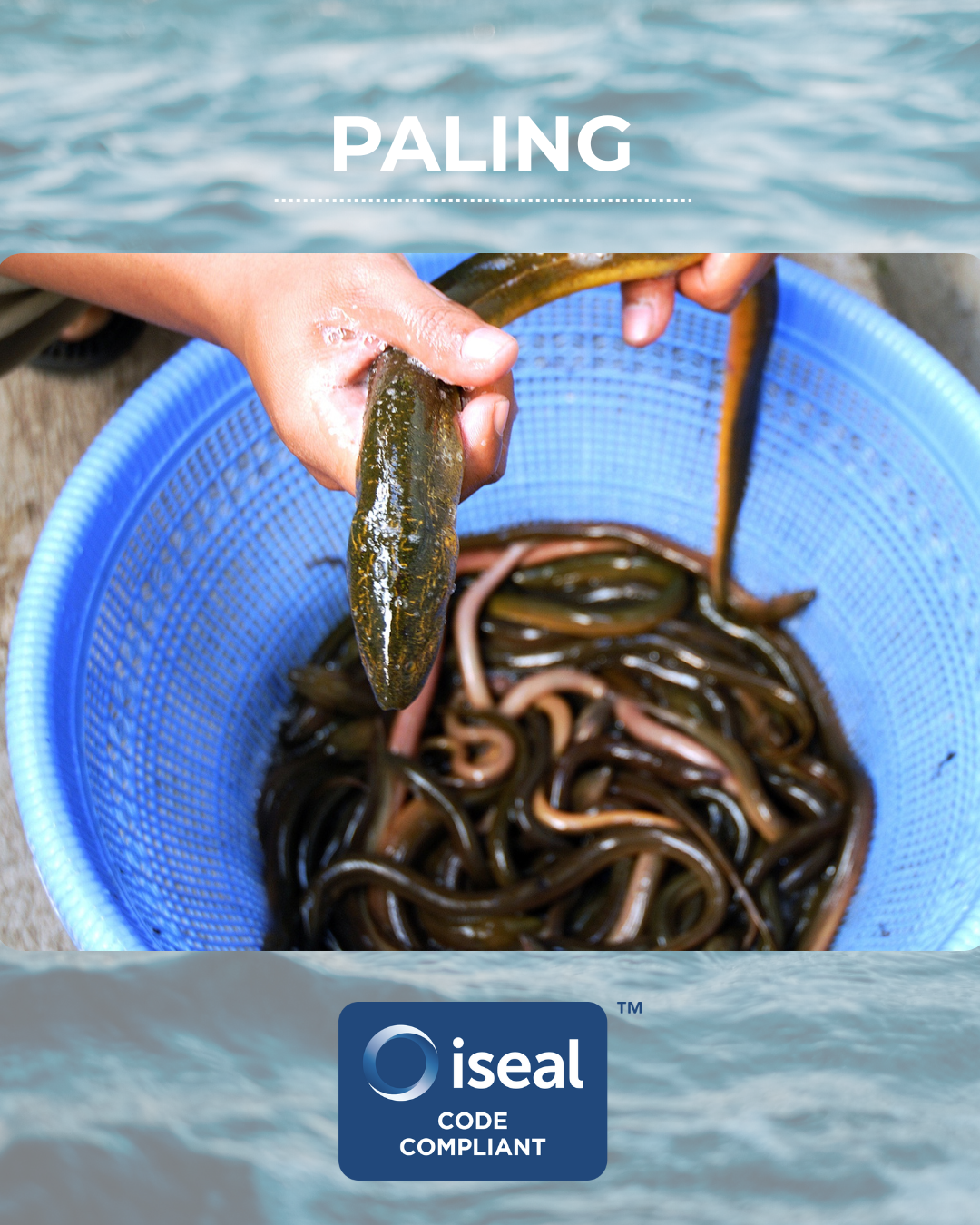 SEG officially ISEAL Code Compliant; good news for eels and for our customers
