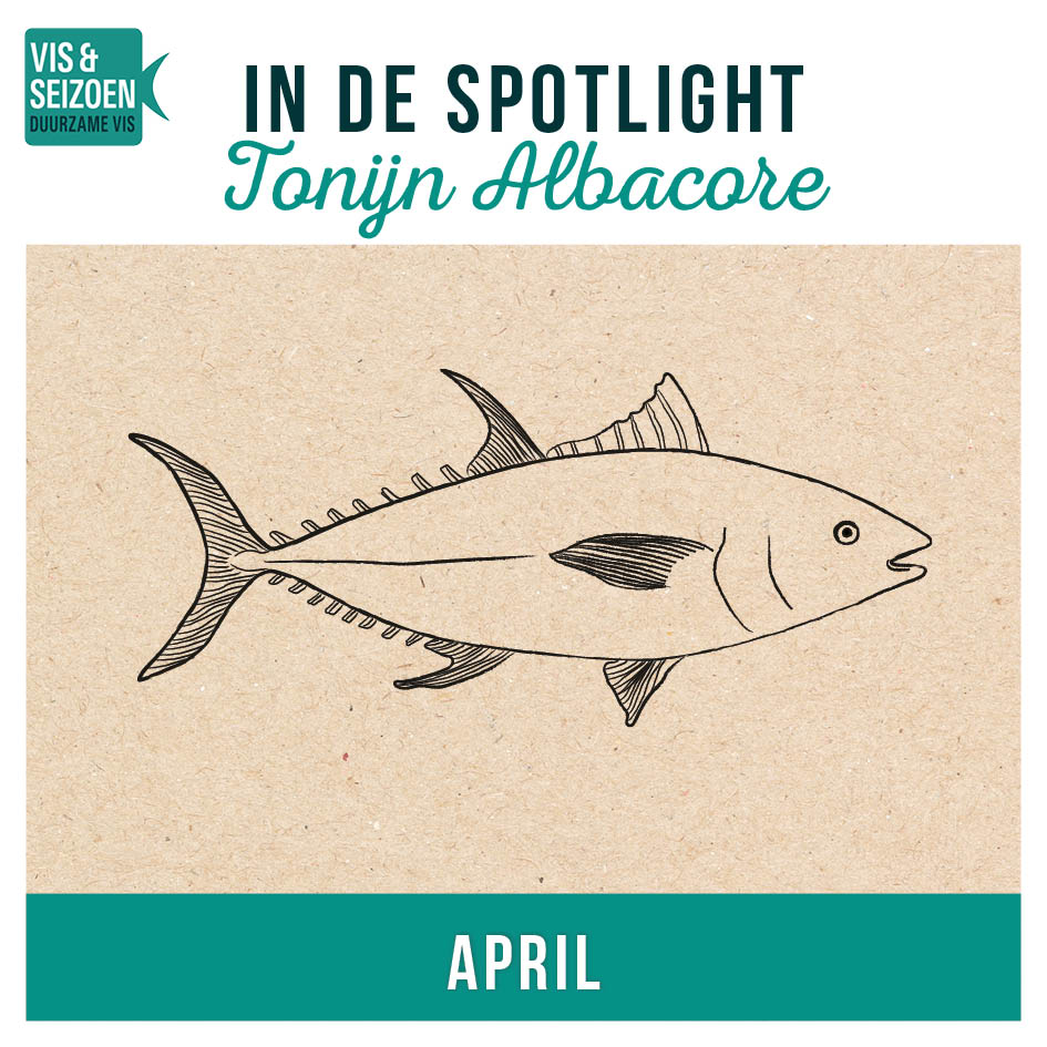 Spotlight April | Tonijn Albacore