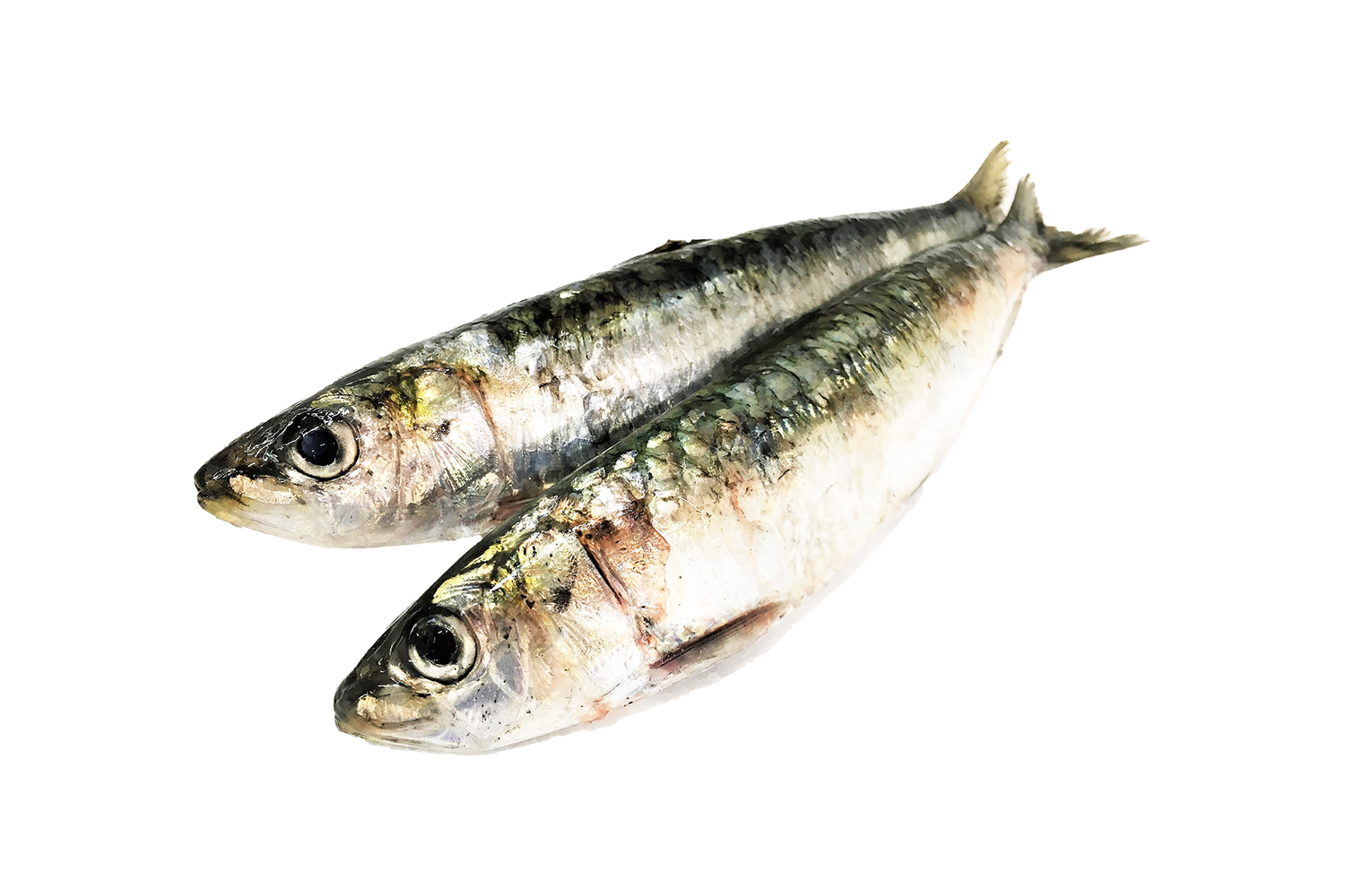 Sardines Hollands Pilchards