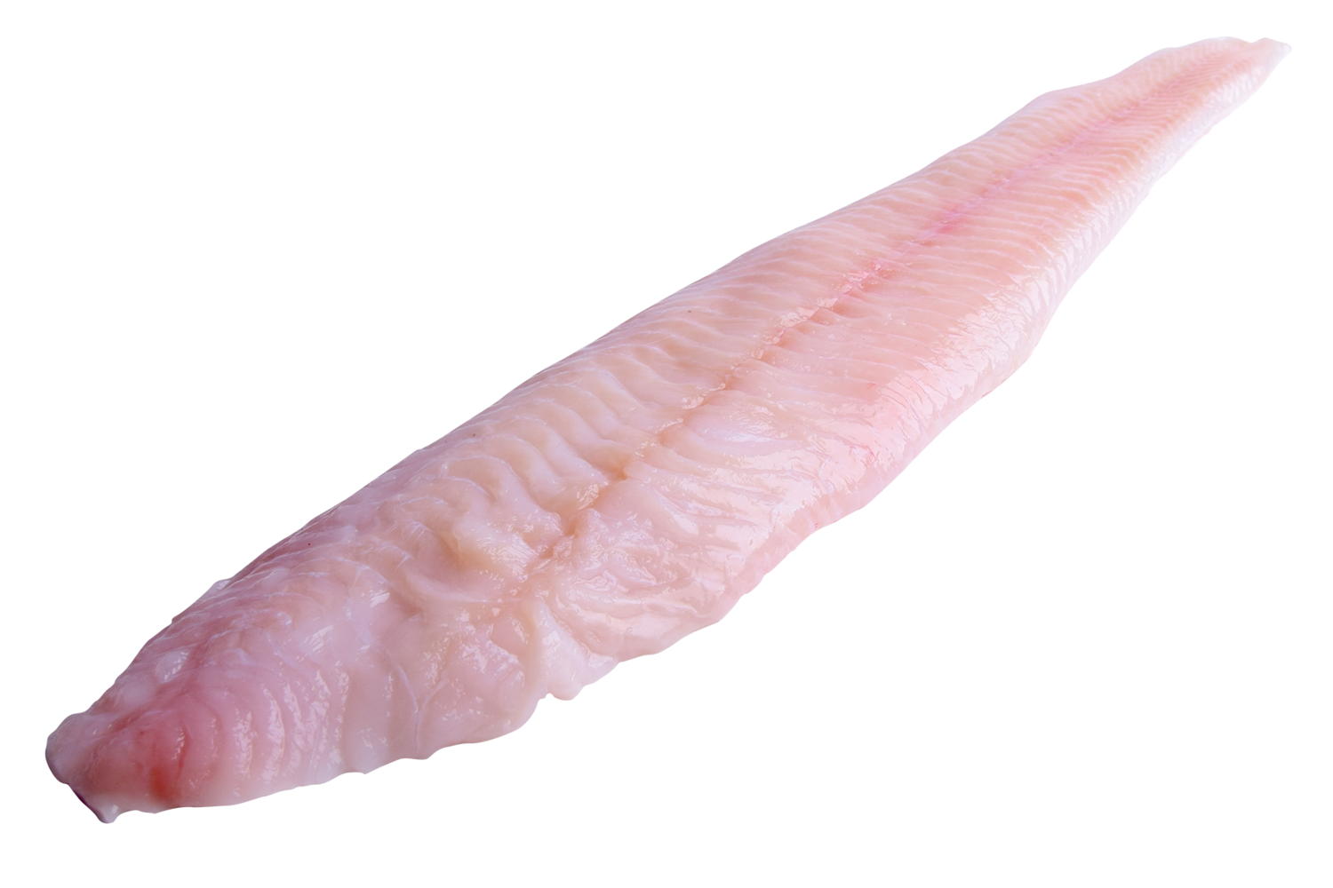 Zeewolffilet