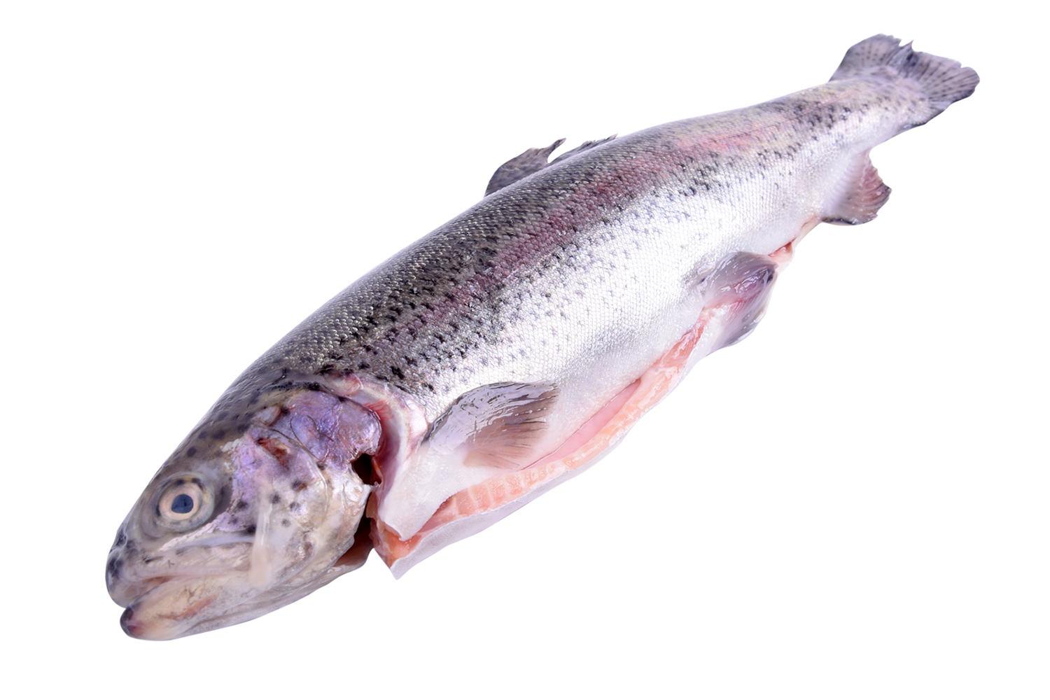 Zalmforel Hollands Smallert 2-4kg
