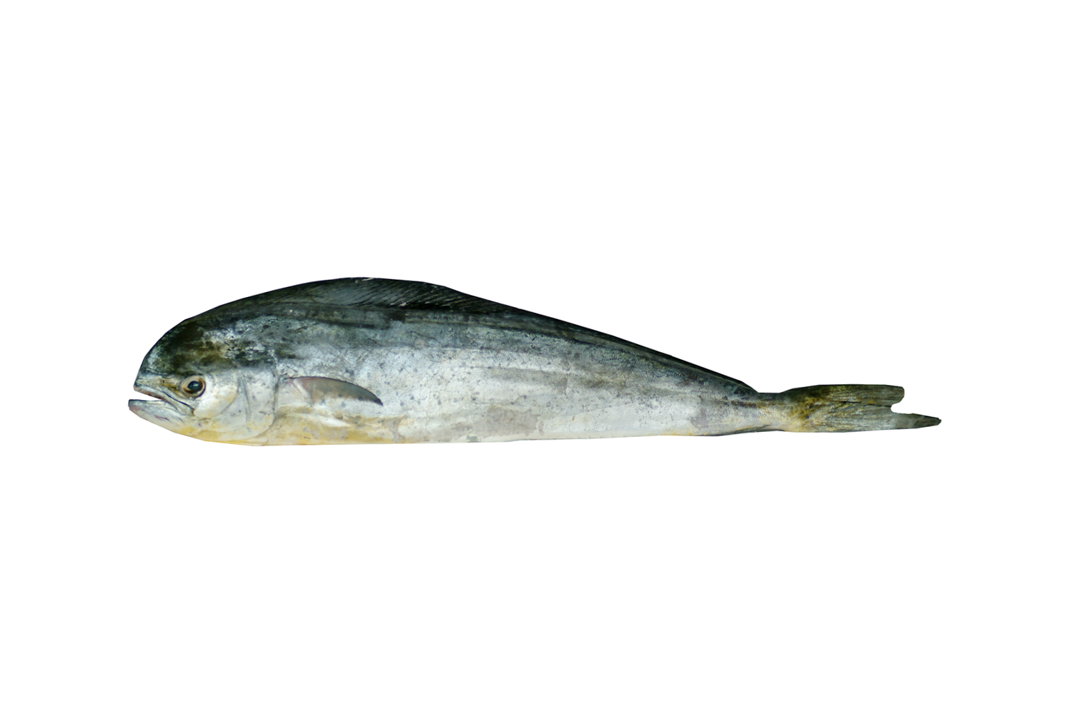 Mahi Mahi filet met vel
