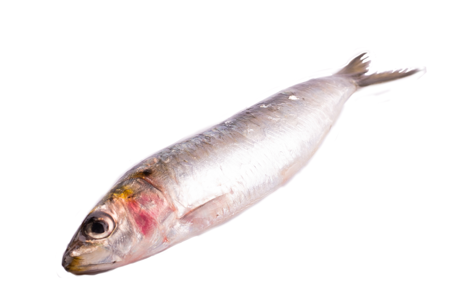 Sardines Bretons