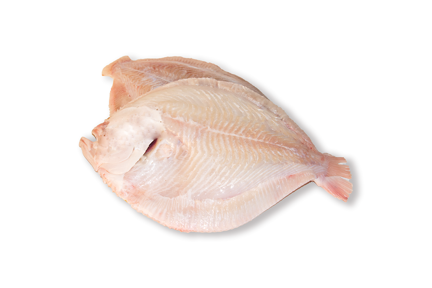 Tarbot zonder vel uit 2-3kg
