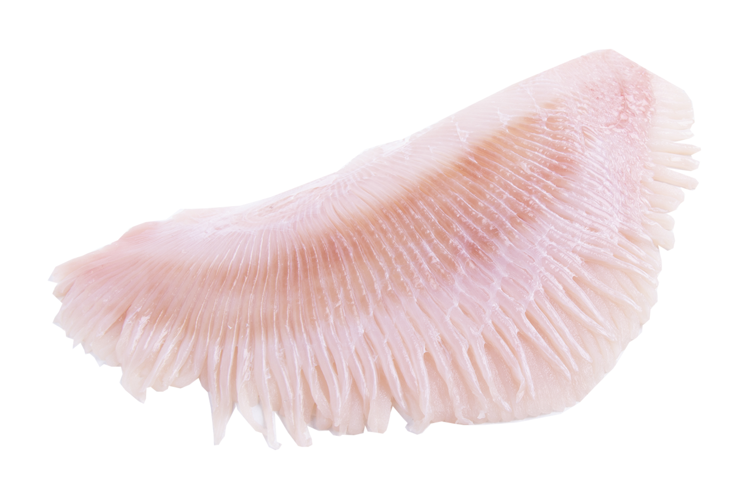 Rogvleugelfilet uit 600gr+
