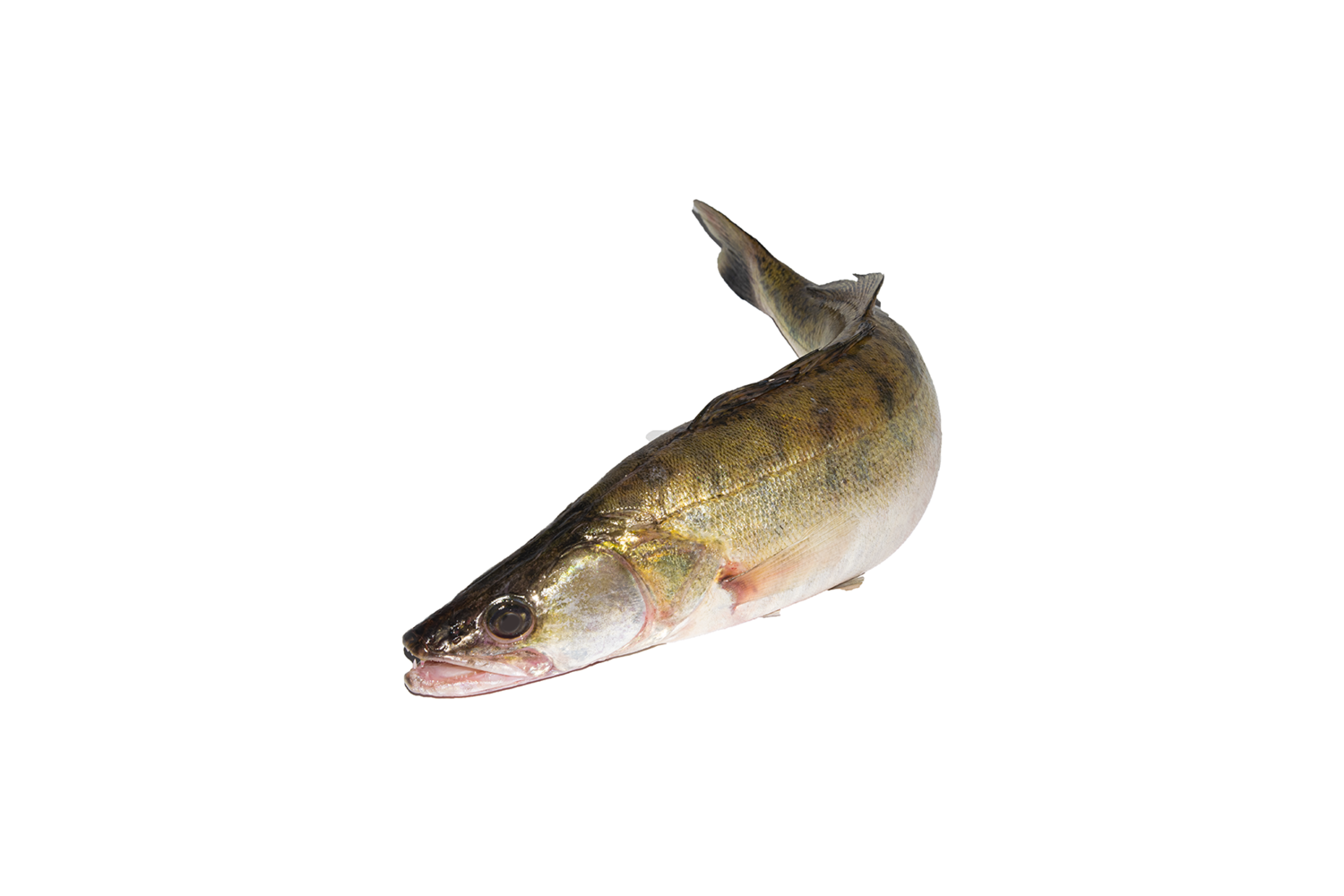 Snoekbaars gestript en geschubd uit 1-2kg