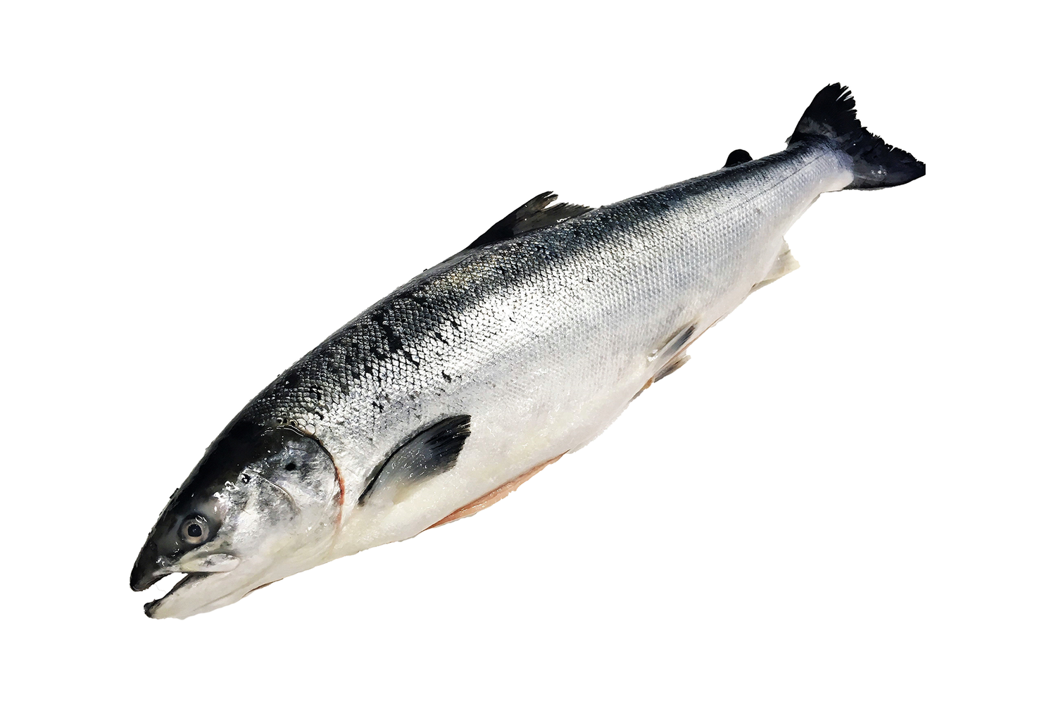 Zalm Noors 6-7kg