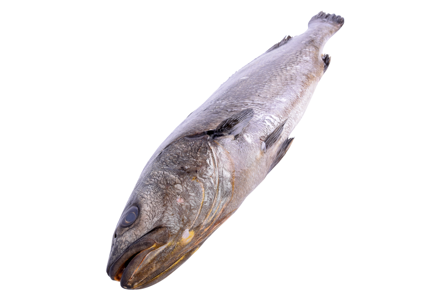 Corvina 2kg+