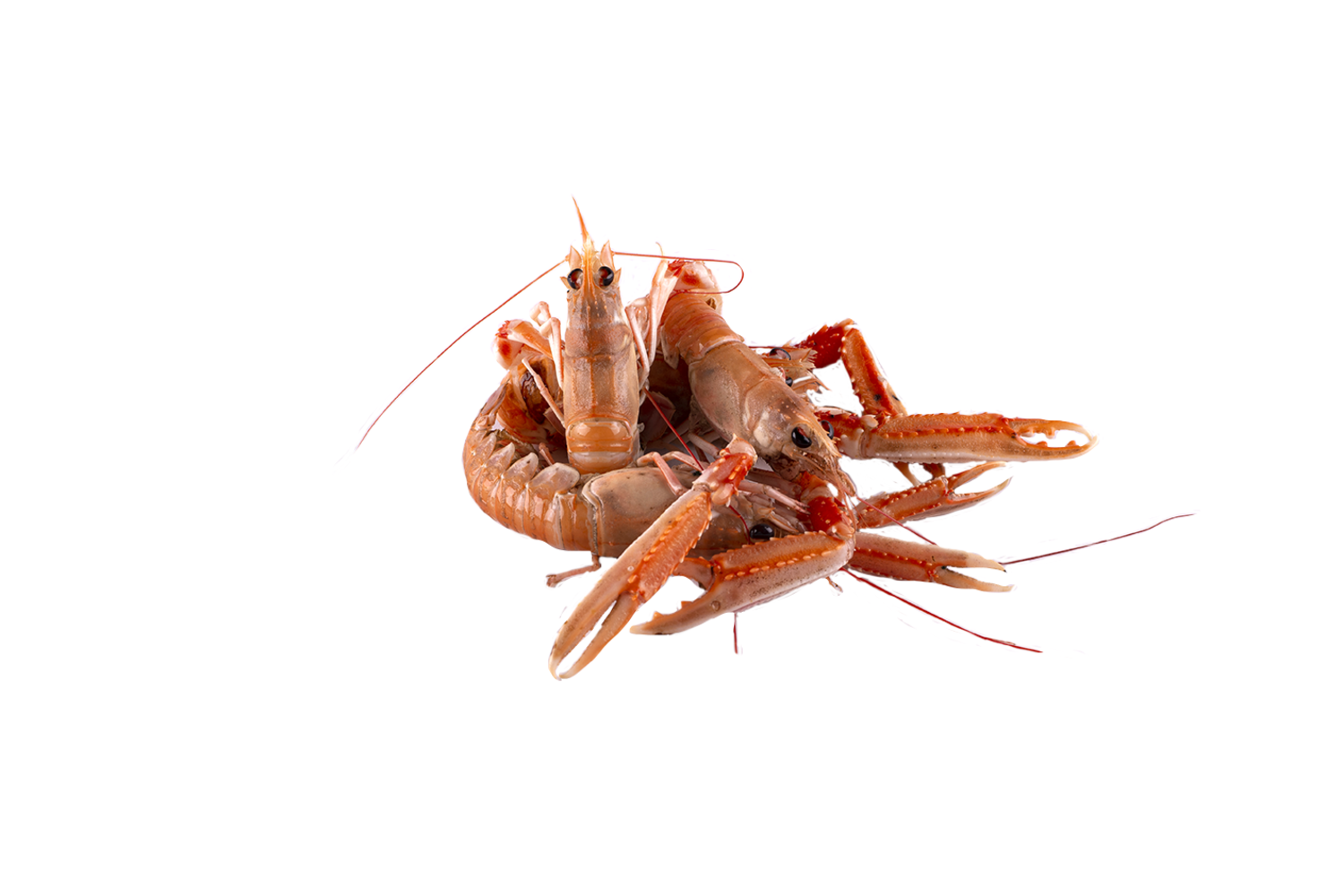 Langoustine ongesorteerd