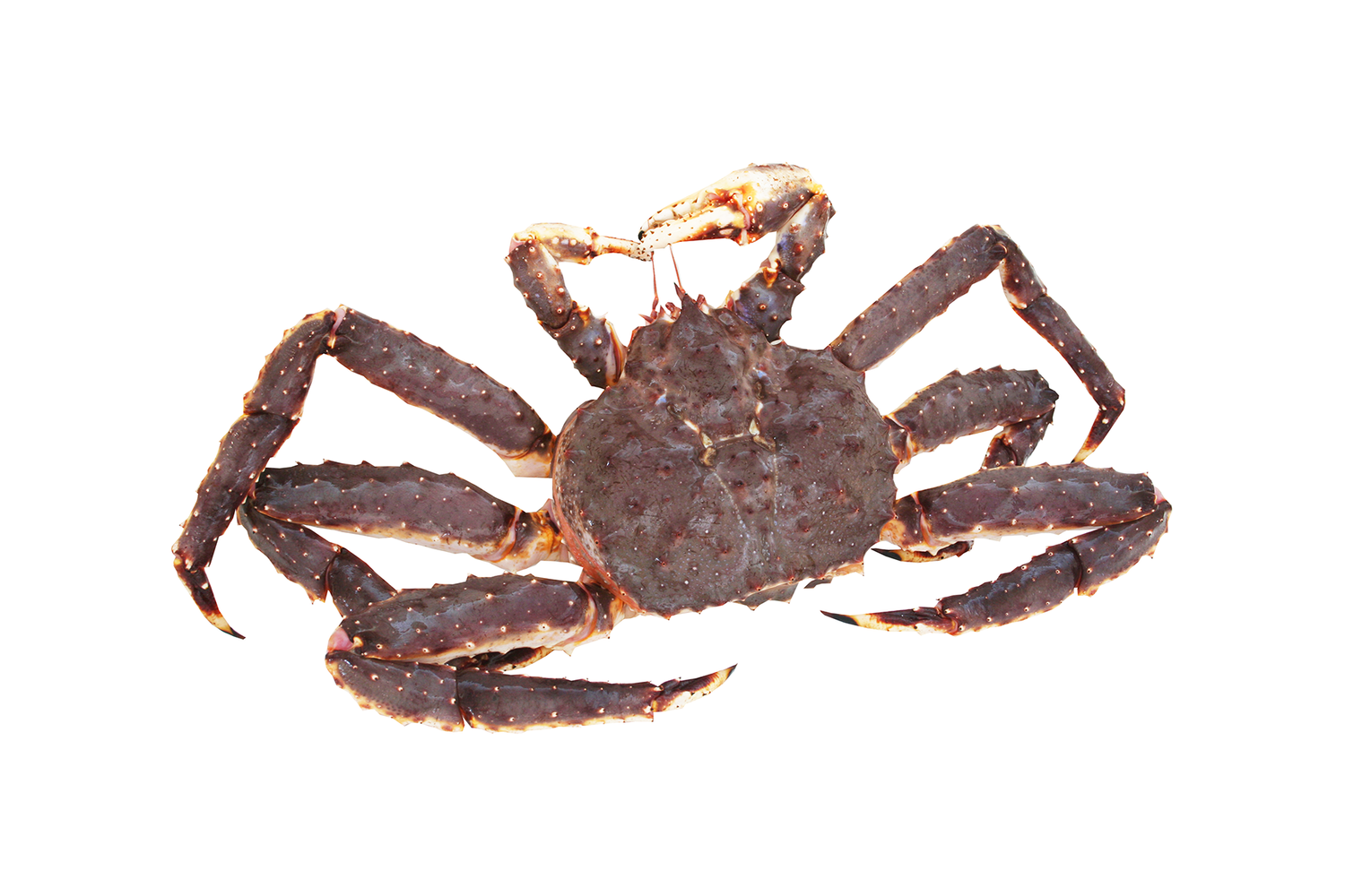 Kingcrab Noors levend