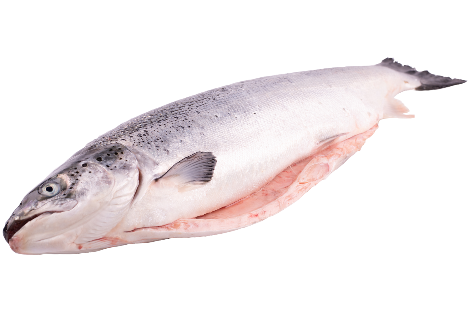 Zalm Noors geschubd 6-7kg