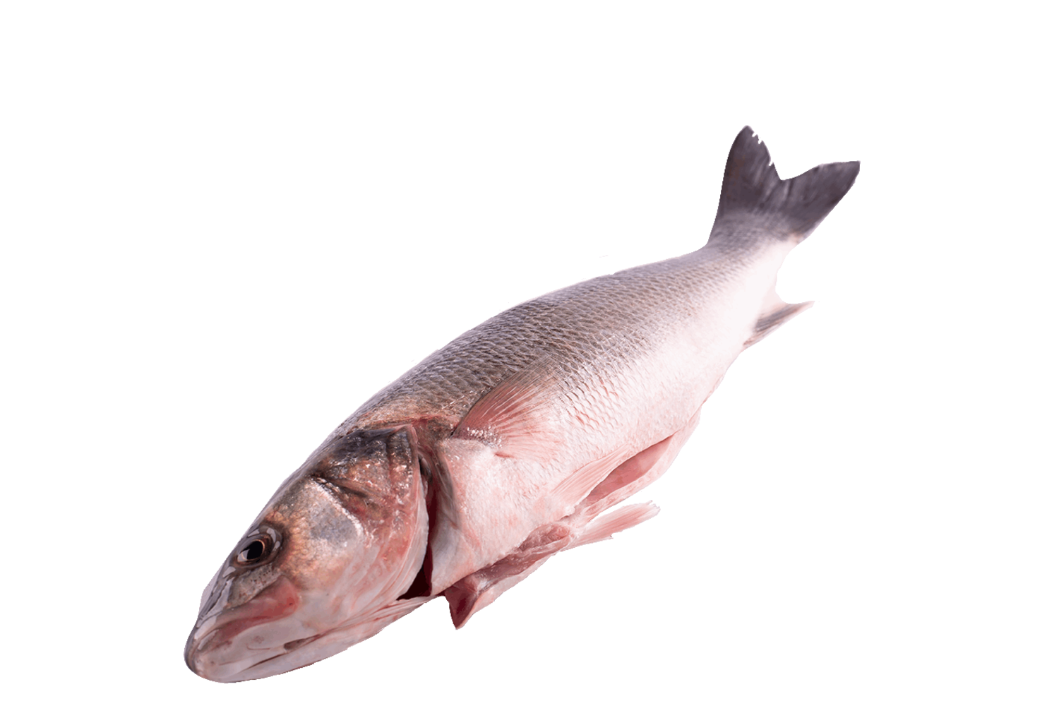 Zeebaars wild gestript en geschubd uit 600-1000gr