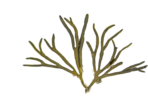 Codium seaweed dried pack 500gr