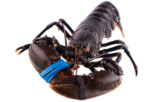 Dutch lobster Oosterschelde 800-1200gr