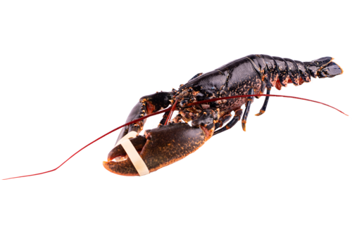 Lobster European 800-1000gr