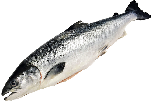 Salmon Scottish label rouge 4-5kg 