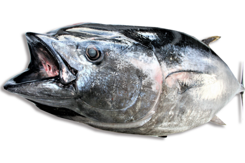 Bluefin tonijn met kop AFM vers 藍鰭金槍魚