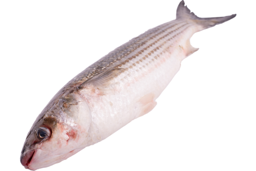 Grey mullet thick-lip