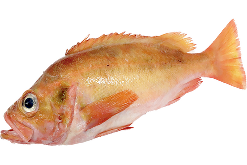 Redfish 800-1500gr