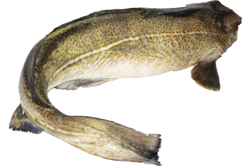 Codfish w/o head 3-4kg shiny MSC