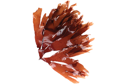 Redhorn Seaweed fresh