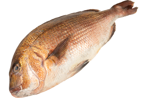 Japanese Red Snapper