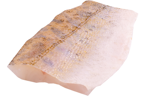 Pikeperch fillet wild with skin scales off port 