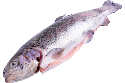 Salmon trout 1-2kg 