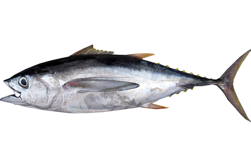Tuna bigeye with head 