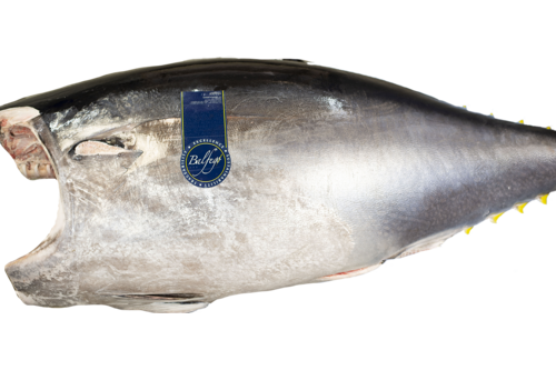 Bluefin tonijn zonder kop AFM vers 藍鰭金槍魚