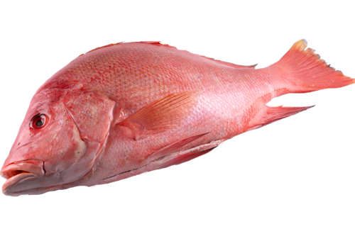 Red Snapper Whole, Fresh