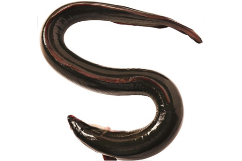 Eel With Skin And Head Gutted