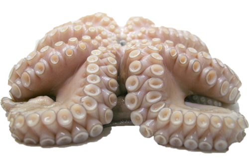 Octopus large size 800gr+ 