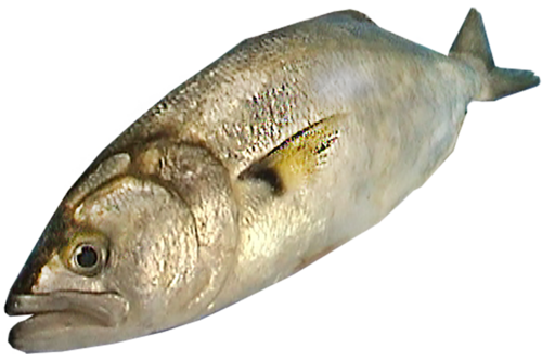 Pesce Serra