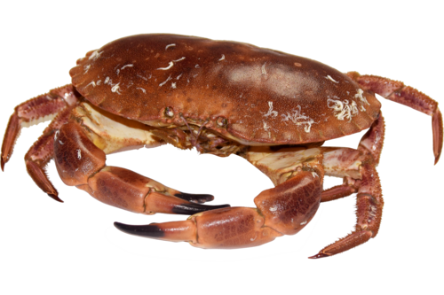 Crab tourteaux 