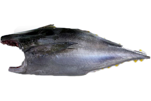 Tonijn yellowfin zonder kop