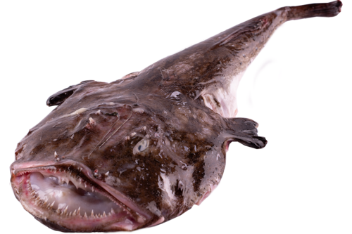 Monkfish with head 2-4kg 