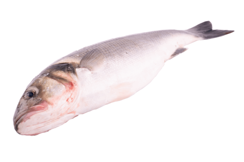 Seabass wild 3kg+ 