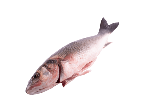 Seabass wild gutted and scales off from 1-2kg 