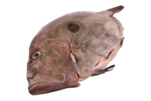 John Dory large 