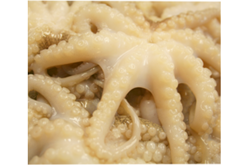 Octopus Moscardini, Fresh