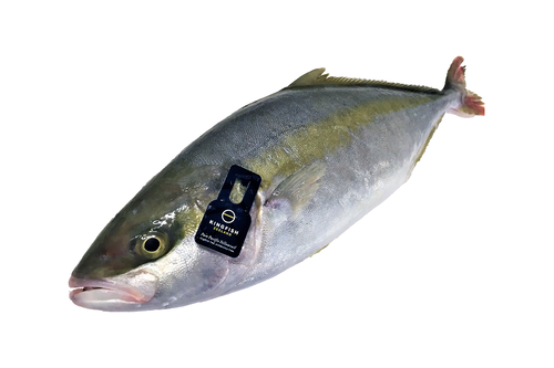 Dutch Yellowtail Kingfish 3 kg+