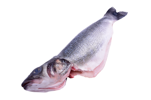 Seabass Bridges 800-1000 scaled and pin boned