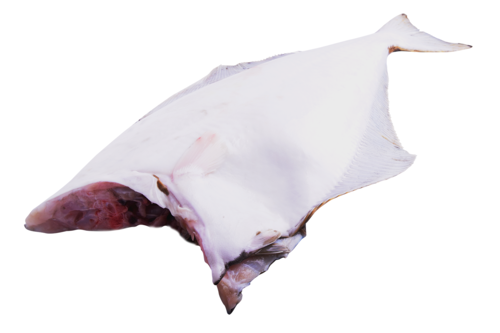 Heilbot wild zonder kop 3-5kg