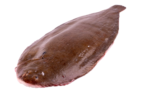 Dover sole 400-500gr (farmed)
