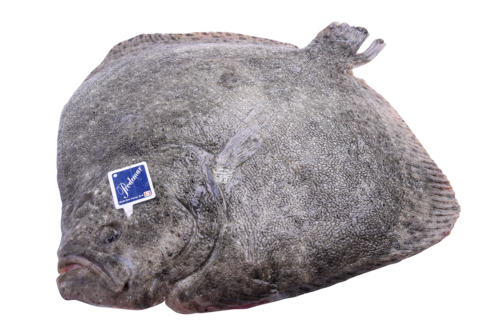 Turbot 1-2kg (farmed)