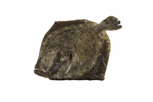 Turbot 4-6kg (farmed)